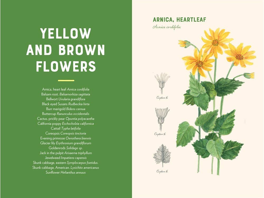 A Naturalist's Book of Wildflowers