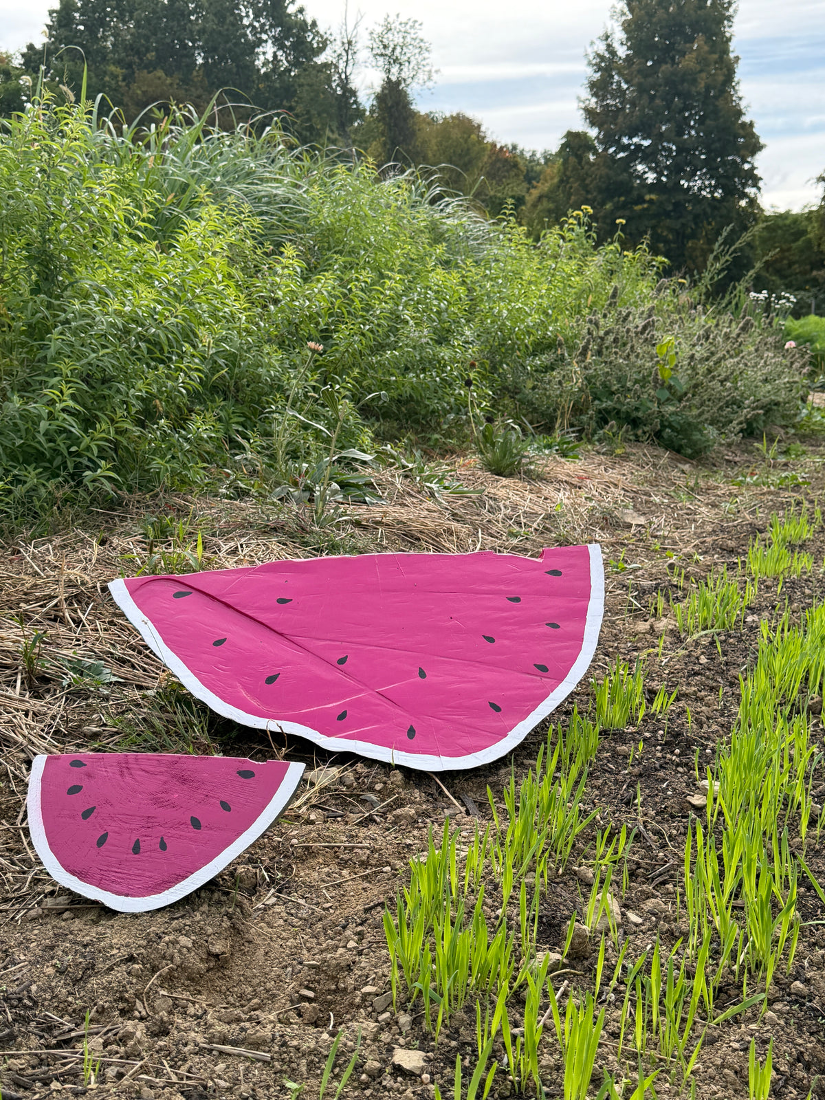 Folk Art Watermelons by Sam Merritt