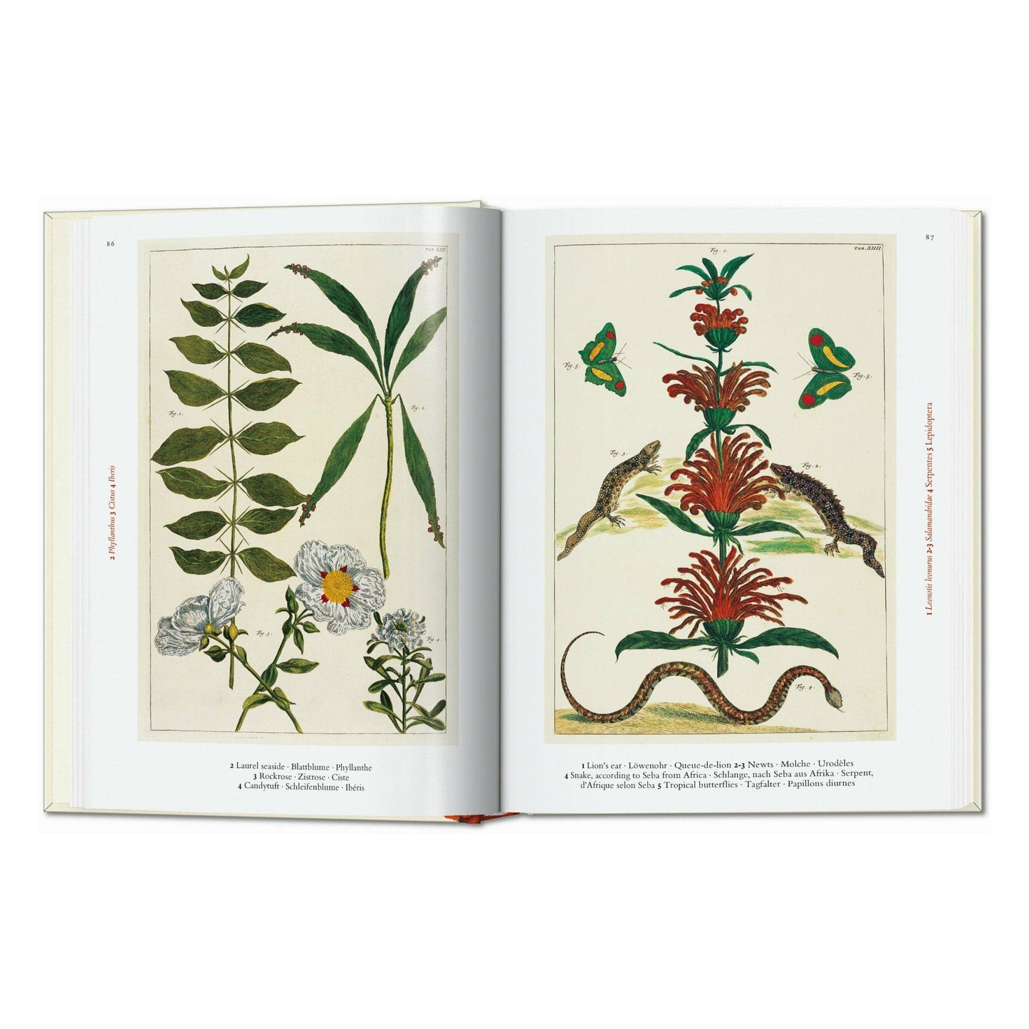 Seba. Cabinet of Natural Curiosities. 45th Ed.