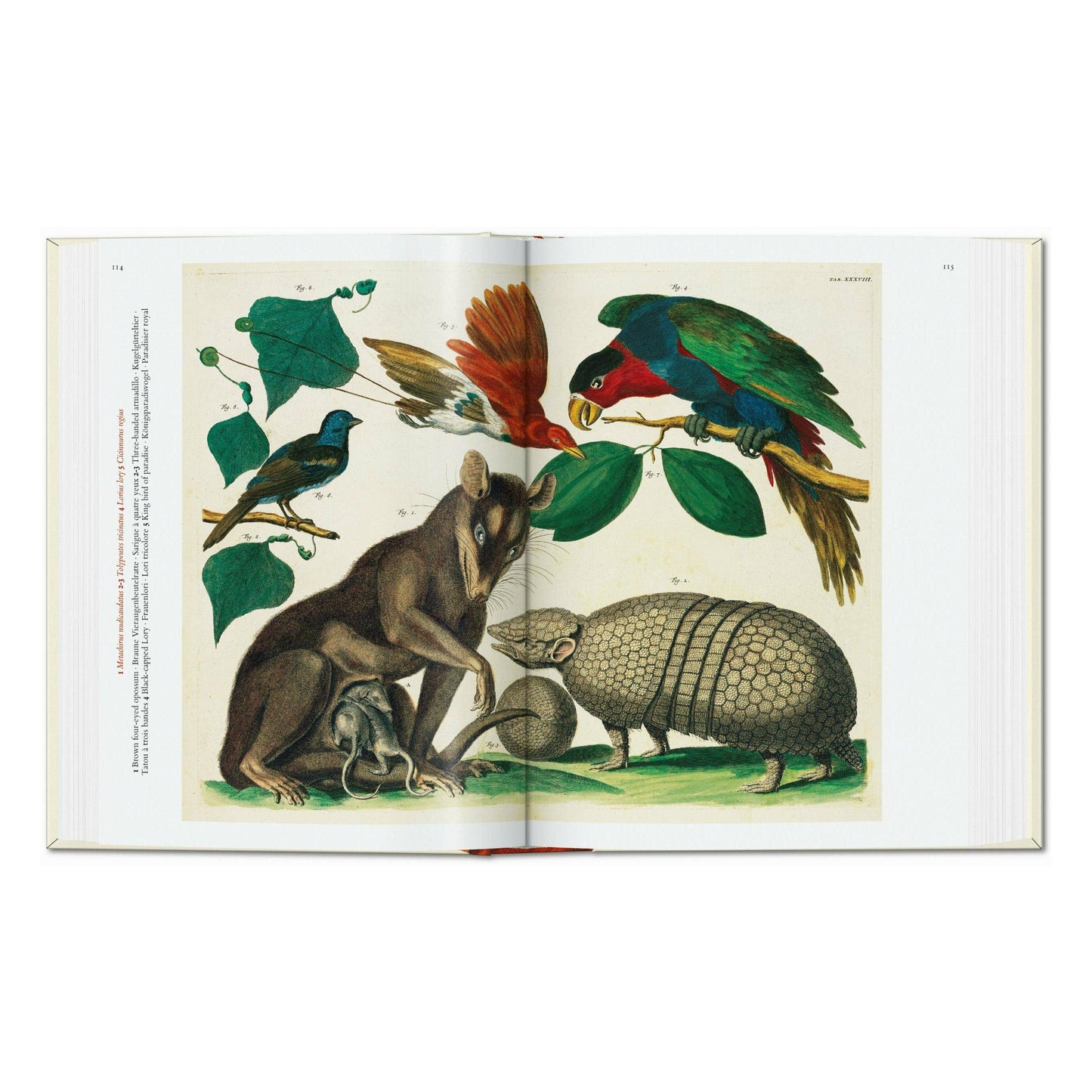Seba. Cabinet of Natural Curiosities. 45th Ed.