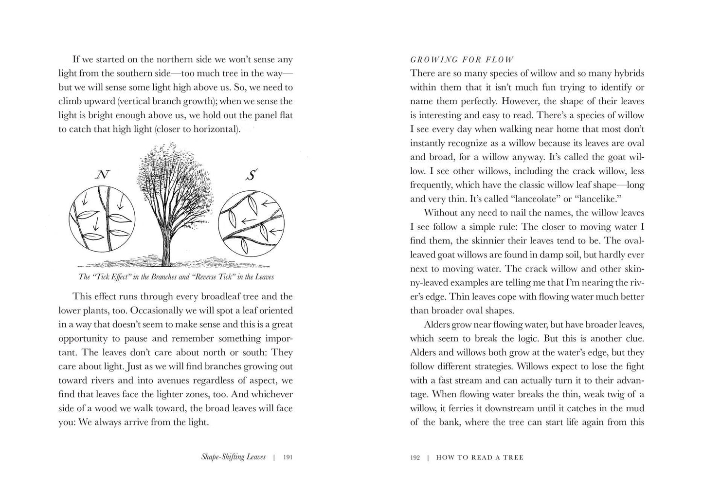 How to Read a Tree: Clues and Patterns from Bark to Leaves