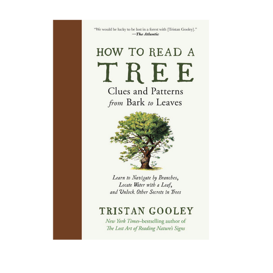 How to Read a Tree: Clues and Patterns from Bark to Leaves